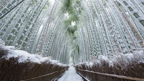 Arashiyama Bamboo Grove in winter - backiee