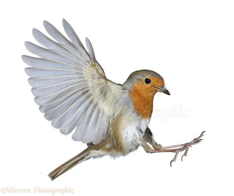 Robin in flight photo - WP33031