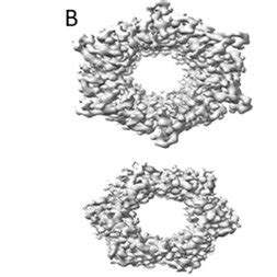 The dsDNA translocation complex of bacteriophage T7 in the periplasmic ...