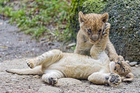 Playing cubs | Cute picture of two lion cubs playing togethe… | Tambako ...