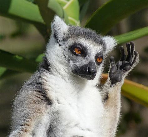 Ring-tailed Lemur In Sunshine Photograph by Margaret Saheed - Fine Art ...