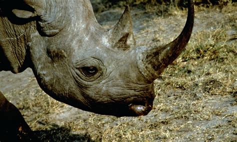 Black Rhino | Species | WWF