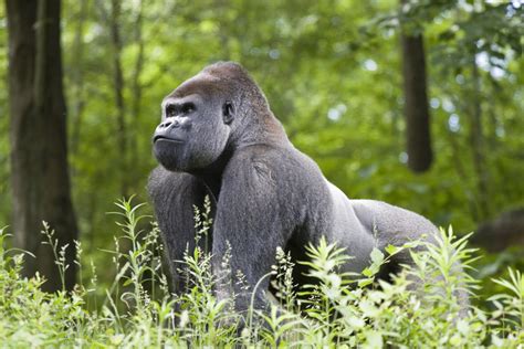 Powerful Primates: 5 Facts About Silverback Gorillas - Owlcation