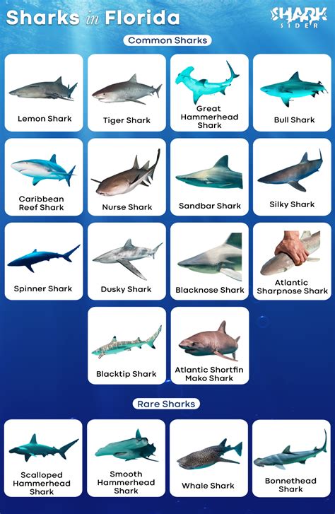 List of Sharks in Florida with Pictures