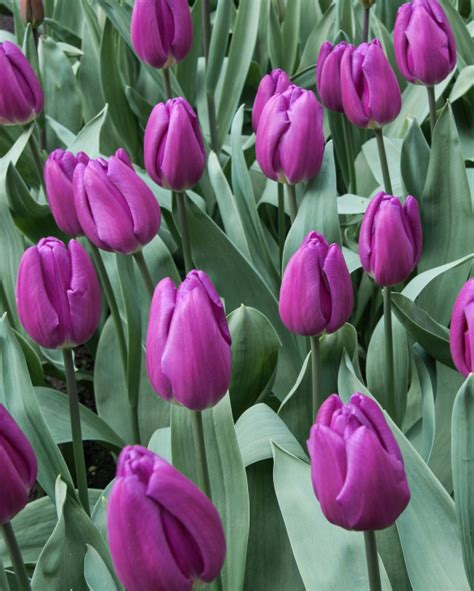 Tulip Purple Flag