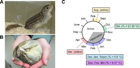 Thirteen-lined ground squirrel hibernation cycle. (A) Active ...