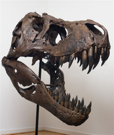 trex_155.JPG (2731×3242) | Tyrannosaurus, Dinosaur fossils, Prehistoric ...