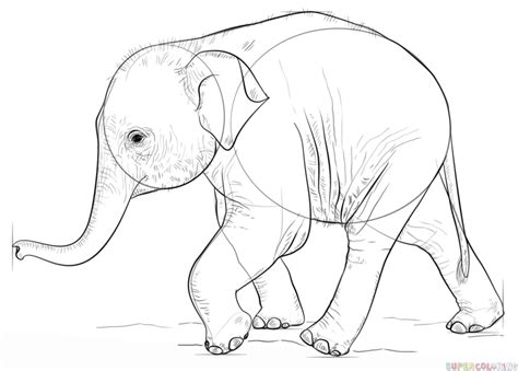 How to draw a baby elephant | Step by step Drawing tutorials