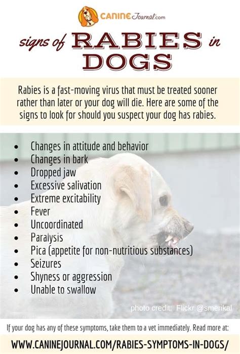 How do you know a dog has rabies? A Comprehensive Guide – KeepingDog