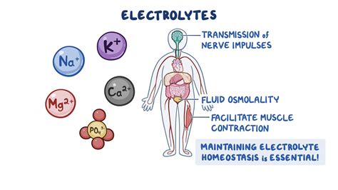 Overview of Electrolyte Balance - Osmosis Video Library