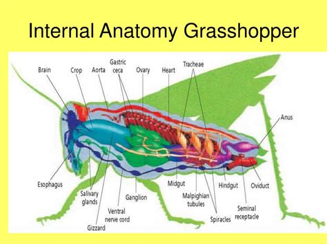 PPT - Chapter 36 Arthropods & Chapter 37 Insects PowerPoint ...