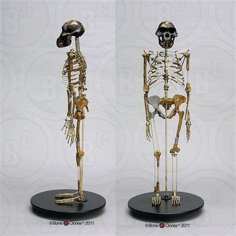 Articulated "Lucy" Skeleton - Bone Clones, Inc. - Osteological ...