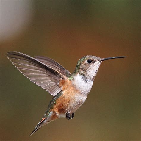 Rufous hummingbird - unitedtyred