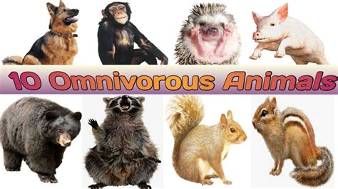 Omnivore Animals Name