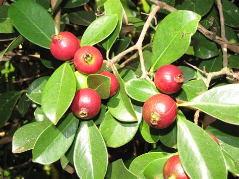 22 Different Guava Tree Varieties - ProGardenTips