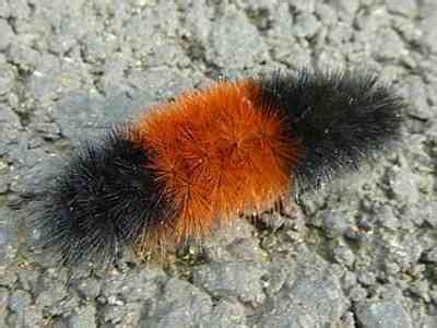 Fuzzy Caterpillar Poisonous