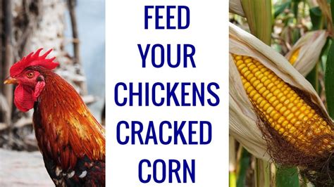 Feeding Chickens Cracked Corn In The Winter - Homesteading Farm Life - YouTube