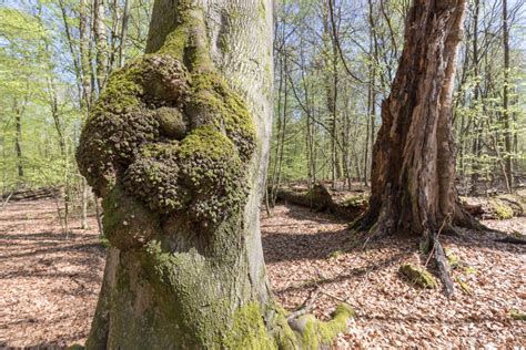 What Is Tree Canker Disease? - Complete Landscaping