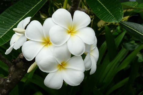 Gambar Flora Bunga Melati ~ kumpulan koleksi gambar hd