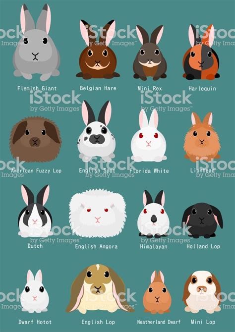 rabbits breeds chart. | Rabbit breeds, Rabbit species, Bunny names