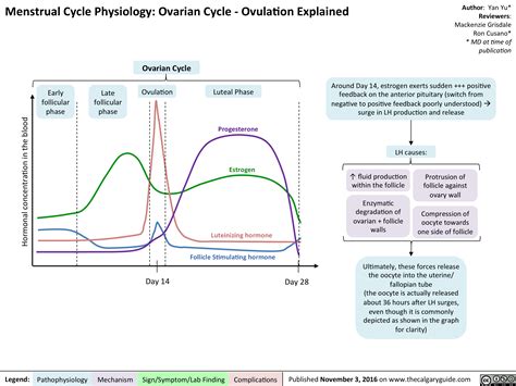 Menstrual Cycle Physiology: Ovarian Cycle – Ovulation Explained ...