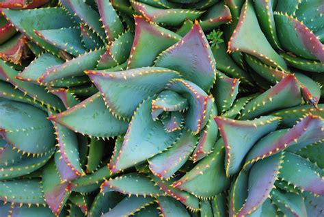 14 Unusual Aloe Species for Your Frost-Free Garden