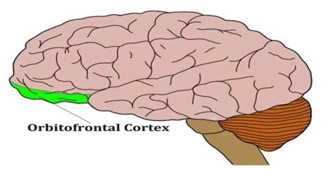 Orbitofrontal Cortex - Assignment Point