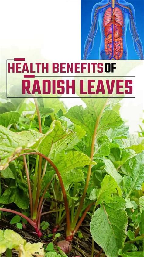 Top 5 Health Benefits of Radish Leaves You Won't Believe