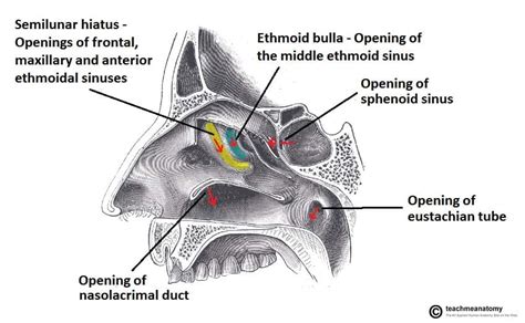 The Nasal Cavity - Structure - Vasculature - Innervation - TeachMeAnatomy