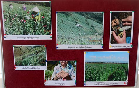 Analysis On Poppy Cultivation, Opium Production Released - GNLM