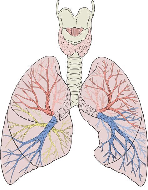 Lung - Wikipedia