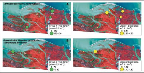 [PDF] Mangrove species distribution and abundance in relation to local ...