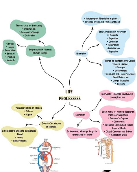 Life Processes Class 10 Flowchart