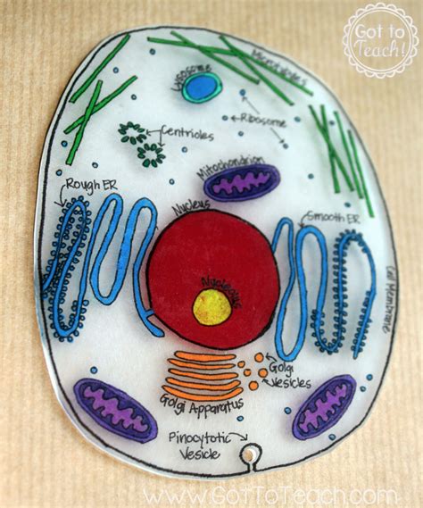 3d Model Of A Cell