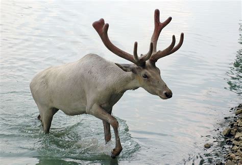 Barren-ground caribou. | Arctic animals, Caribou animal, Caribou