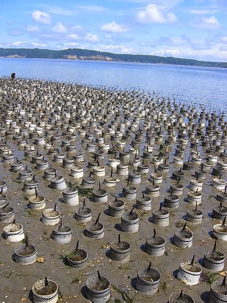 Salish Sea News and Weather: 12/11 Geoduck farming, BC pipe, oil ...