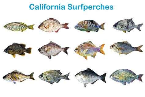 Different Types of Surfperches You Can Catch in California ...