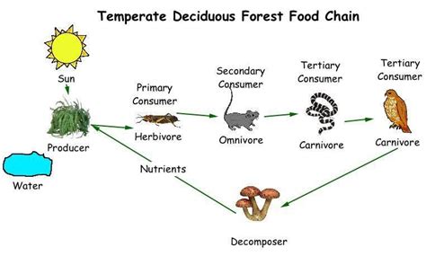 Forest Ecosystem Food Web