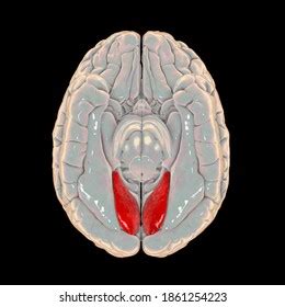 Human Brain Highlighted Lingual Gyrus Medial Stock Illustration ...