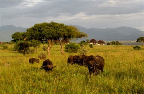 List of all Uganda National Parks - Habari Uganda Tours