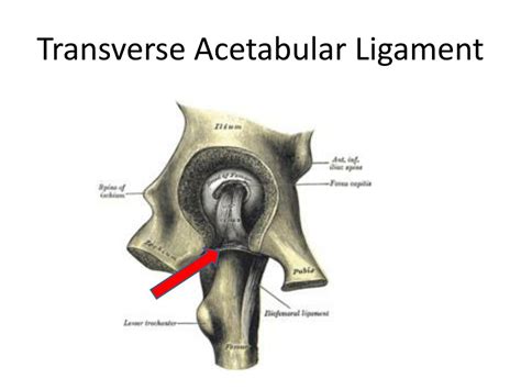 PPT - Articulations of the Lower Limb PowerPoint Presentation, free ...