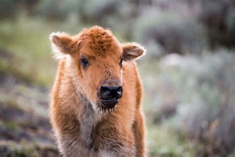 Yellowstone Bison Genes Transferred To Minnesota Herd - Yellowstone Insider