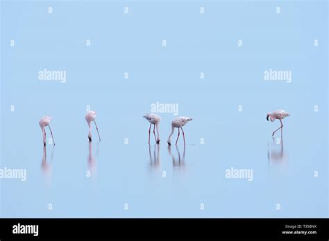 Lake Natron Flamingos Stock Photo - Alamy