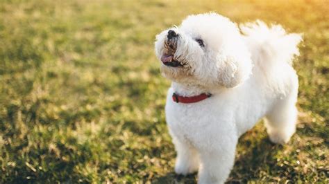 Bichon Frise Training Guide | Our Deer