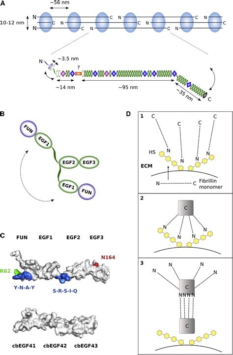 Structure of the Fibrillin-1 N-Terminal Domains Suggests that Heparan ...