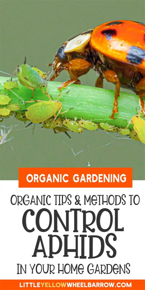 Aphids: How to Organically Control Aphids in The Garden