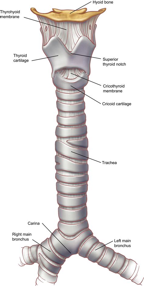 Larynx And Trachea Anatomy | Images and Photos finder