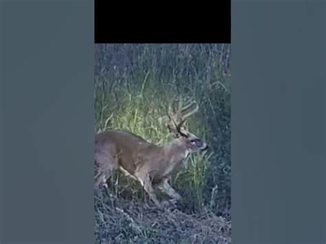 Big Arkansas Buck - YouTube