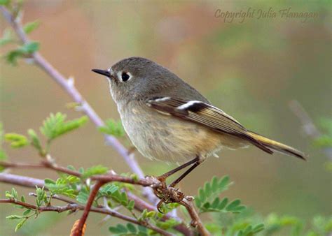 Ruby-crowned Kinglet