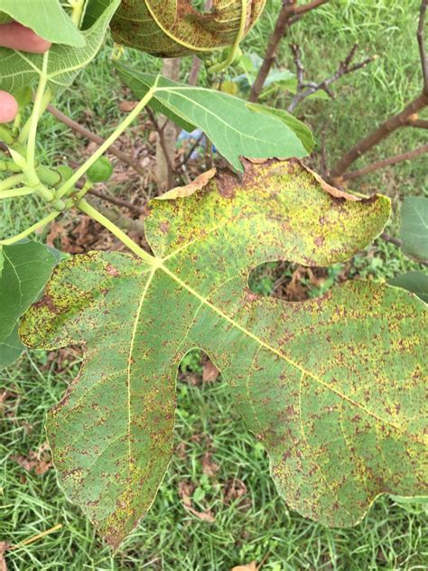 Digging In: Rusty fungus on fig leaves doesn't affect the fruit | Home ...